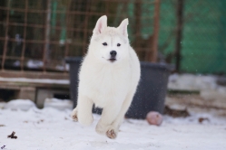 Hope - Wspolne zabawy szczeniat 11 tygodni